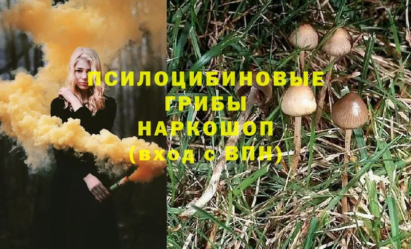 Псилоцибиновые грибы Psilocybe  Терек 